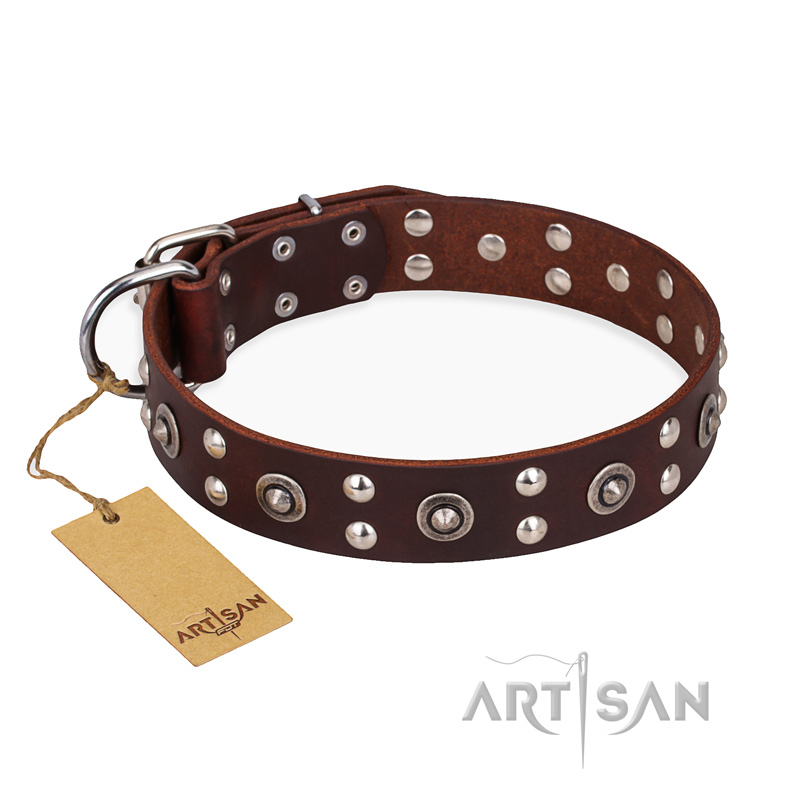 "Pirate Treasure" FDT Artisan Exciting Brown Leather Amstaff Collar with Studs