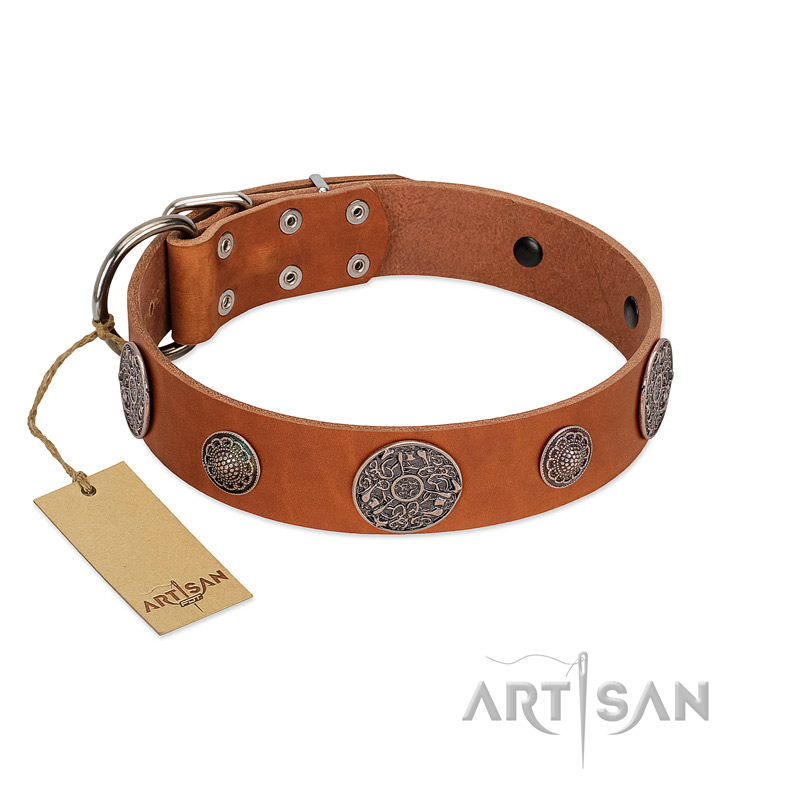 "Foxy Nature" FDT Artisan Tan Leather Amstaff Collar with Chrome Plated Brooches