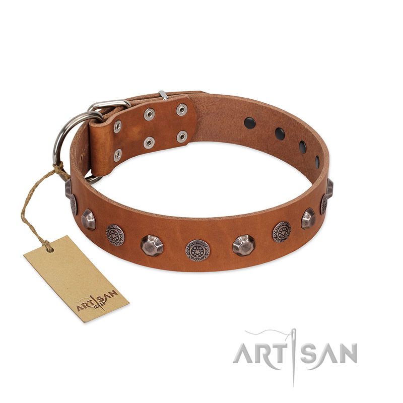 "Silver Age" Fashionable FDT Artisan Tan Leather Amstaff Collar with Silver-Like Studs