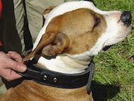 2 ply leather agitation dog collar with handle- for dog training