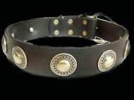 Leather Dog Collar with silver conchos