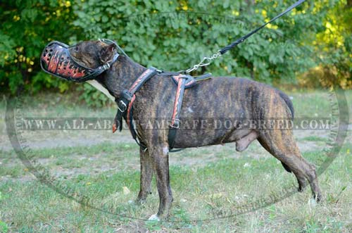 Amazing Amstaff Dog Muzzle With Dood Air Flow