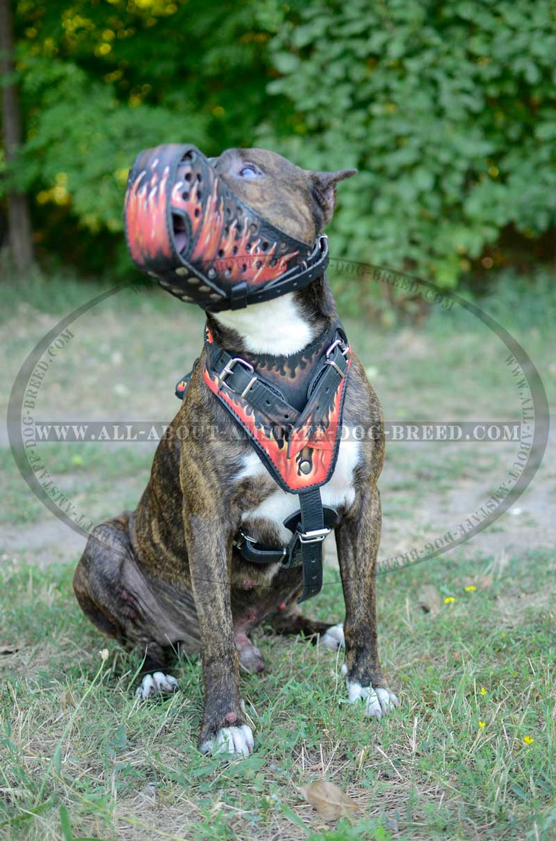 Buy Leather Amstaff Muzzle | Hand Painted Fire Flames