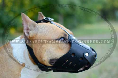 Easy Adjustable Leather Amstaff Dog Muzzle
