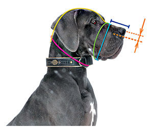 How to  measure your dog