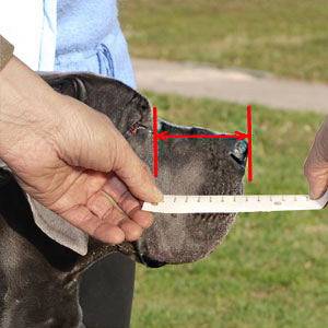 Measure your Amstaff with pleasure